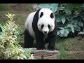 Should we let pandas go extinct