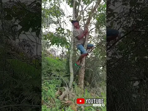 koplak