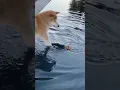 Download Lagu Hilarious Shiba Inu STRUGGLES to Retrieve Ball from Pool!