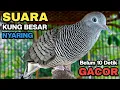 Perkutut Lokal Gacor Suara Kung Besar Pancingan Burung Perkutut Agar Bunyi.