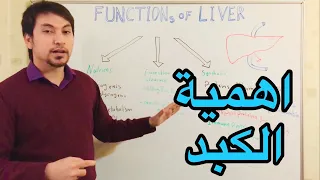                            وظائف الكبد دندنها