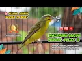 Download Lagu Mozambik GACOR‼️ Cocok untuk Masteran dan Materi ISIAN KENARI #04