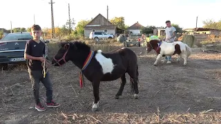 Poneii lui Mario de la Piscari, Satu Mare - 2026 Nou!!!