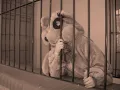 Moris - El Oso