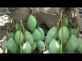 Download Lagu World’s Most Strangest Mango You’ve Never Seen Before