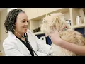 VCA Urgent Care - Same-Day Pet Care Overview