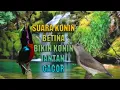 terapy dan pancingan burung konin macet bunyi