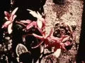 Download Lagu CLNBRK   Jade Vine Germination meplus1