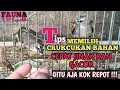 CARA MEMILIH BURUNG CRUKCUKAN BAHAN CEPAT MUDAH JINAK DAN GACOR