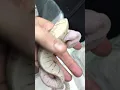 Super MicroScale scaleless Ball Python