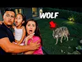 Lagu A Vicious WOLF Was in Our Backyard..