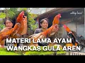 Download Lagu MISSING THE OLD MATERIAL OF PALM SUGAR WANGKAS CHICKEN | Aditya Farm 99