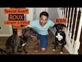 Meet Roux the Labrador Pitbull mix