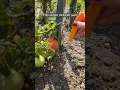 How to Ripen Tomatoes Faster at the End of Summer. Genius Trick Nobody Talks About