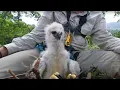 Inside a Harpy Eagle Nest Ultimate Killers BBC Earth