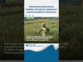 Download Lagu Perang Melawan Hama Wereng, Petani se-Ponorogo Lakukan Semprotan Massal