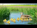 Download Lagu Piano yang Menenangkan dan Suara Burung Bernyanyi 🕊️ Musik untuk Melepas Stres, Kecemasan, dan De...
