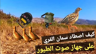 كيف اصطاد طيور سمان الفري ٢٠٢٢ 
