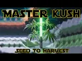 Season 5 - Master Kush Photoperiod Indoor Seed to Harvest