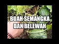 Download Lagu KEBUN BUAH - BUAH SEMANGKA DAN BELEWAH ‼️METODE PENANAMAN BUAH SEMANGKA DAN BELEWAH YANG BENAR