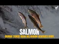 Lagu Salmon: Menaklukkan Air Terjun, Melawan Takdir untuk Menemukan Jalan Pulang