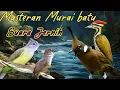 Download Lagu MASTERAN BURUNG MURAI BATU FULL TEMBAKAN TERBAIK UNTUK PAGI MURAI JUARA SUARA JERNIH CEPAT DITIRU