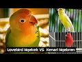 Masteran Lovebird Ngekek VS Masteran  Kenari Ngebren | | Masteran  Burung calon Juara Samoyii Kicau