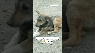 رقص لحجي ليوم الخميس من معه عرس يحجز 
