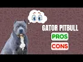 Are Gator Mouth Pitbulls the Ultimate Companion OR