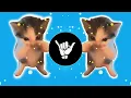 DJ KICAU KICAU KICAU MANIA SLOW VIRAL TIKTOK FULL SONG MAMAN FVNDY 2026 