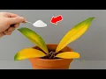 Download Lagu Strooi er 1 lepel over! Sta versteld als dode orchideeën plotseling op wonderbaarlijke wijze weer...