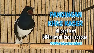 Download PANCINGAN KHAS KACER di pagi hari dengan volume tinggi bikin NYAUT kacer apapun MP3