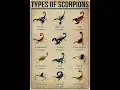 Download Lagu Types Of Scorpion Arizona Bark Scorpion Part 01🦂#types #scorpion #kalajengking