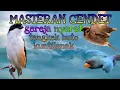 Masteran Cendet,murai batu,cucak ijo! GEREJA NYERET,TENGKEK ,KUNTILANAK,materi mewah sepanjang Masa.