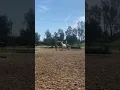 Download Lagu safira 😍 #aceswild #horse #matteamcauliffe #equestrian #corrientesaddle #andalusian #abovethebit