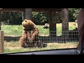 Waving bear shows off catching skills