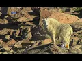 Wildlife s 2 Mountain Goats Shot At Point Blank Range