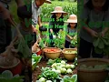 Download Lagu Never Give Up! Jesus Blesses the Faithful Gardener 🌱 #GardeningWithGod #FaithInAction