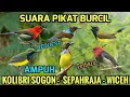 Download Lagu Mp3 pikat untuk burung kecil - Suara pikat sogon, sepahraja, wiceh ampuh