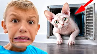 My Cat Fell Down the Sewer!