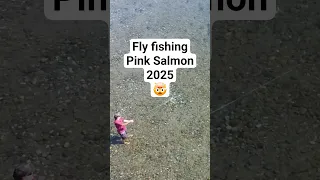 Fly Fishing Pink Salmon BC 2025