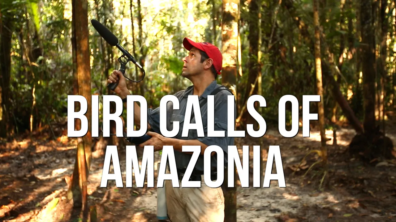 Bird Calls of Amazonia