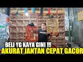 Download Lagu NGERI !!! JANGAN ASAL BELI ANIS, TERNYATA BEGINI CARA MILIHNYA BIAR CEPAT GACOR