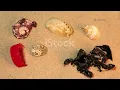 Shells & Corals: Is Collecting them Harmful?
