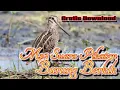 Download Lagu Mp3 Suara Pikatan Burung Berkik ll Burung Sawah Yang Ampuh dan Jitu untuk pikatan Burung Sawah