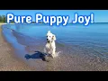 Shimmer the Poodle Puppy s First Time at the Beach