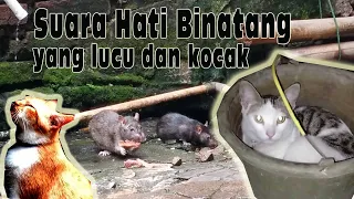 suara hati binatang yang lucu dan kocak