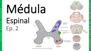 NEURO 2. Médula Espinal - Sustancia Gris, Sustancia Blanca y Vías | Doctor Greg