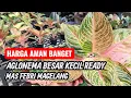 Download Lagu AMAN BANGET AGLONEMA BERKUALITAS BARANG TERBATAS HARGA PAS