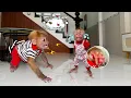 Download Lagu Horrifying Lucky reveals her wild wolf like nature 🐺, attacking Sunny without mercy!